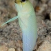 jawfish_yellowhead_sh_nwp_v_0023_tci2465.jpg